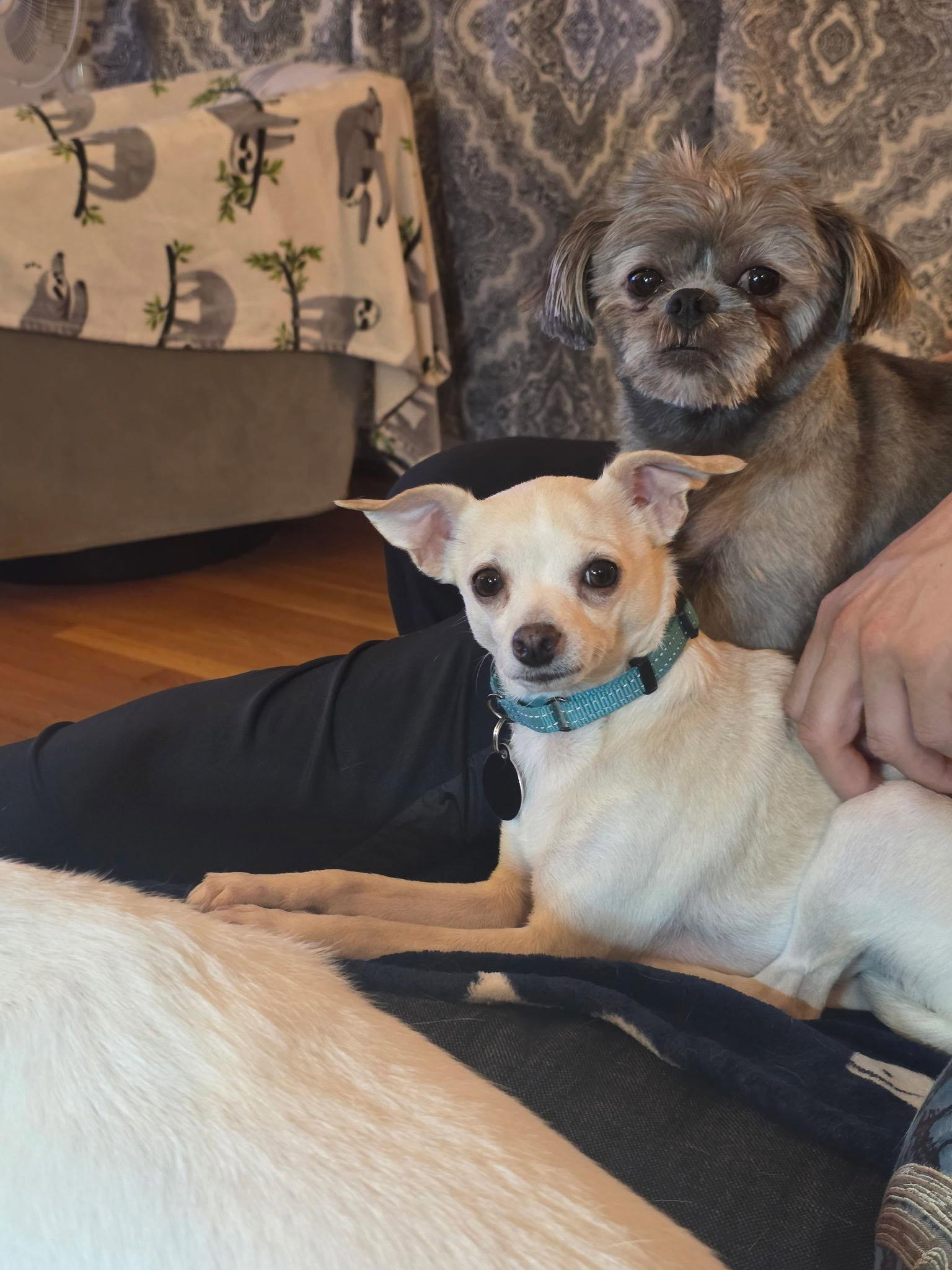 Enlarge Tina - ADOPTION PENDING!, a Adoptable Chihuahua in Arlington, VA image 2/3