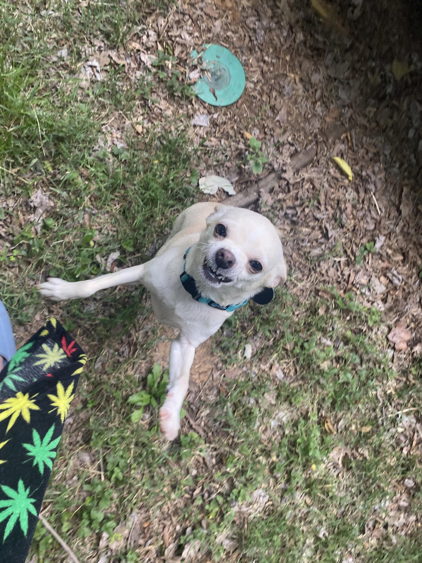 Enlarge Tina - ADOPTION PENDING!, a Adoptable Chihuahua in Arlington, VA image 3/3