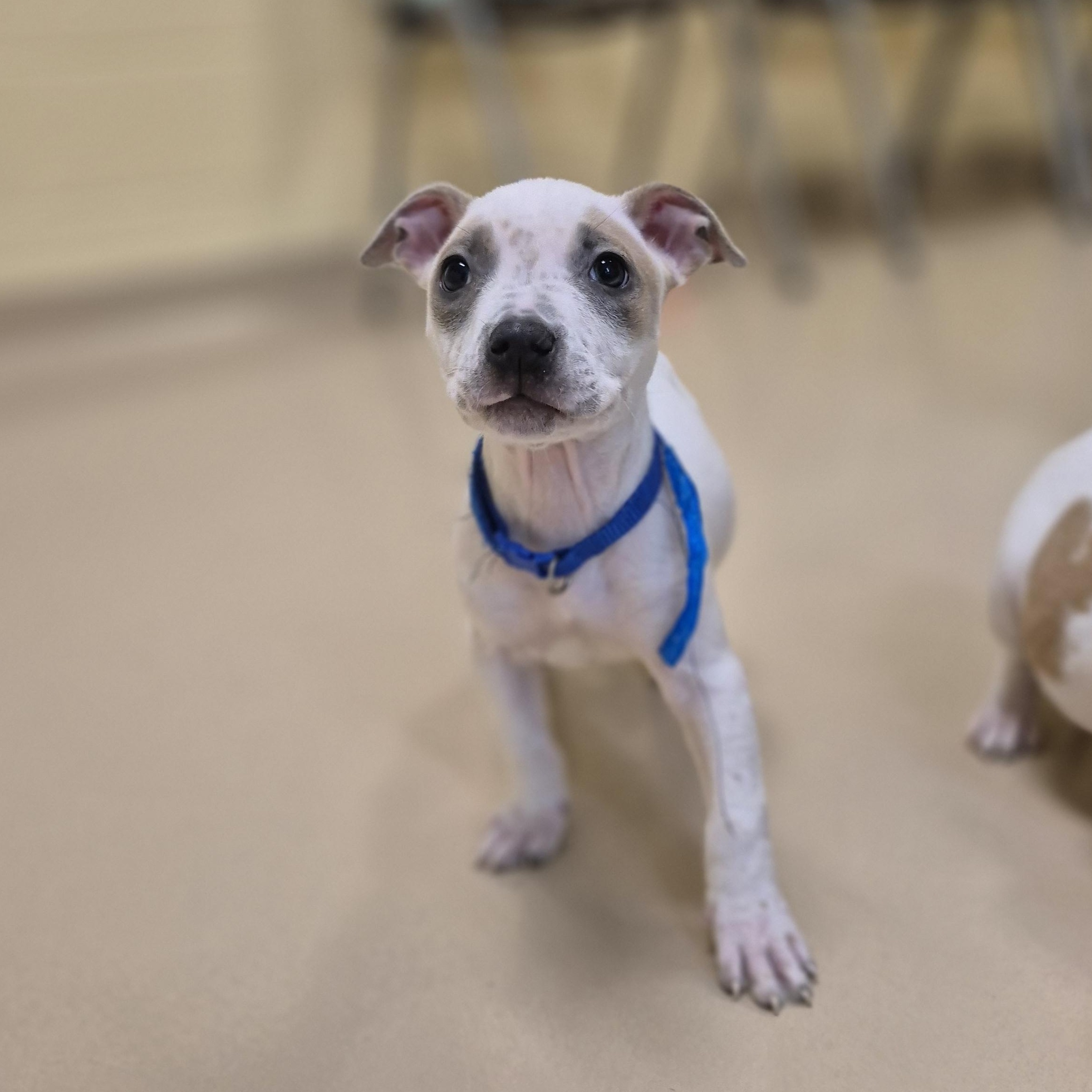 Enlarge Aqua, a ADOPTABLE mixed breed in Schertz, TX image 3/3