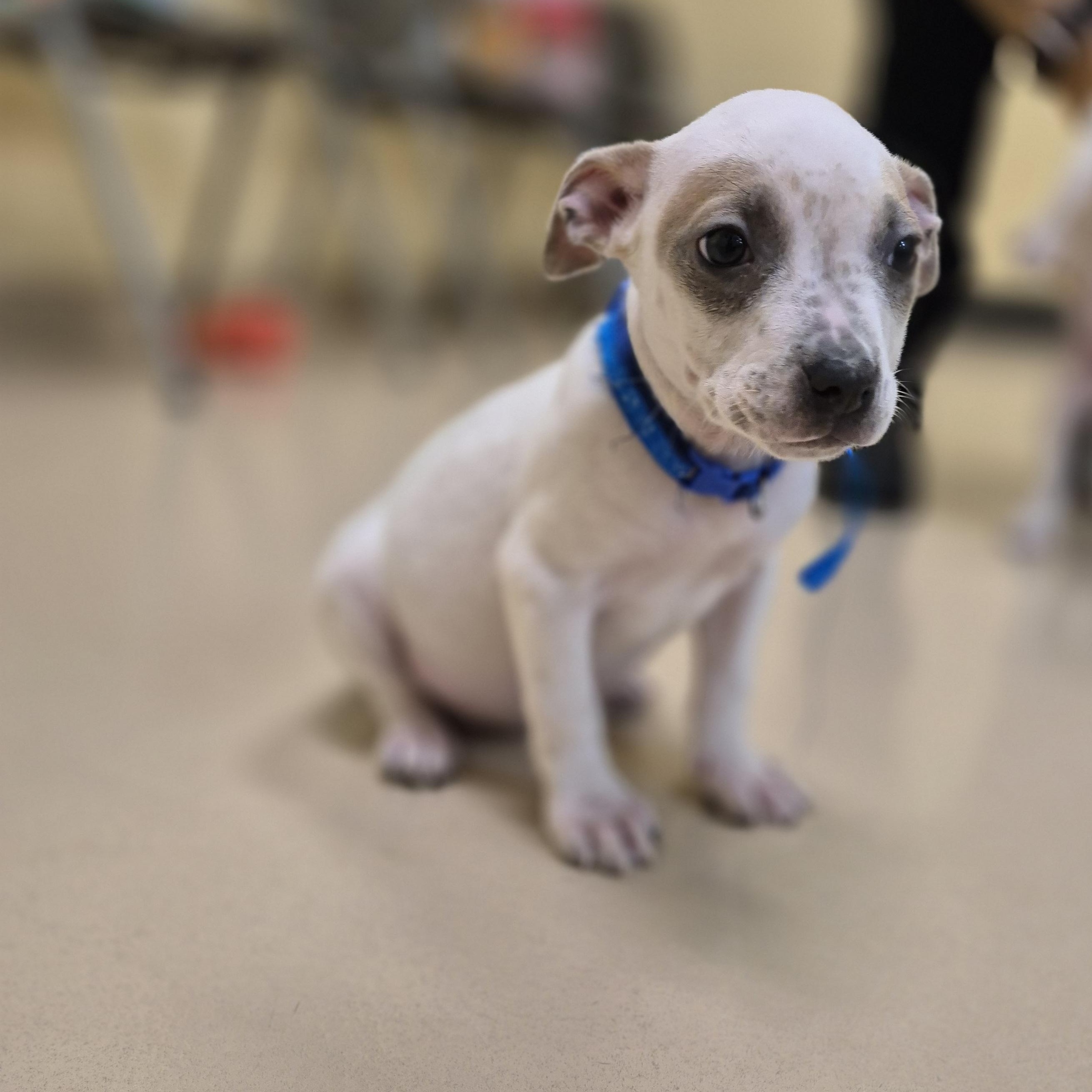 Aqua, ADOPTABLE, Young Female Pit Bull Terrier.