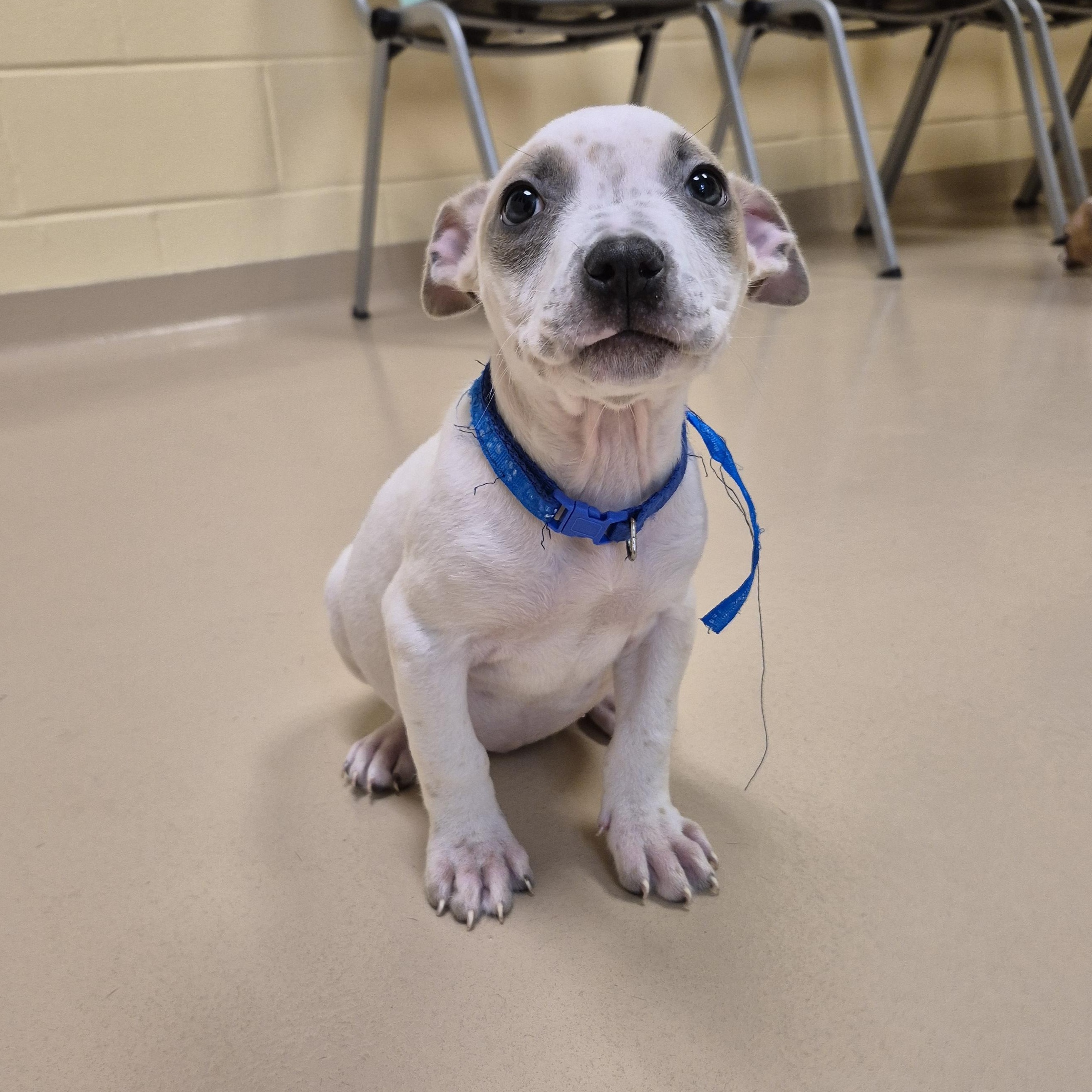 Enlarge Aqua, a ADOPTABLE mixed breed in Schertz, TX image 2/3