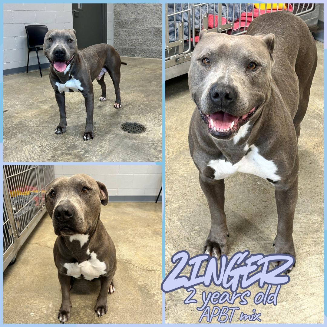 Enlarge Zinger, a ADOPTABLE Pit Bull Terrier in Franklin, IN image 1/1