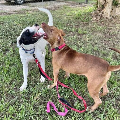 Splootie Mae, Adoptable, Adult Female Terrier & Hound.