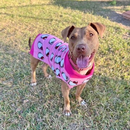 Enlarge Splootie Mae, a Adoptable mixed breed in Carencro, LA image 1/6