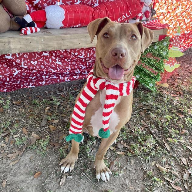 Enlarge Splootie Mae, a Adoptable mixed breed in Carencro, LA image 3/6