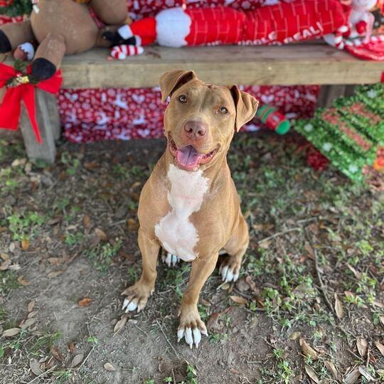 Enlarge Splootie Mae, a Adoptable mixed breed in Carencro, LA image 5/6