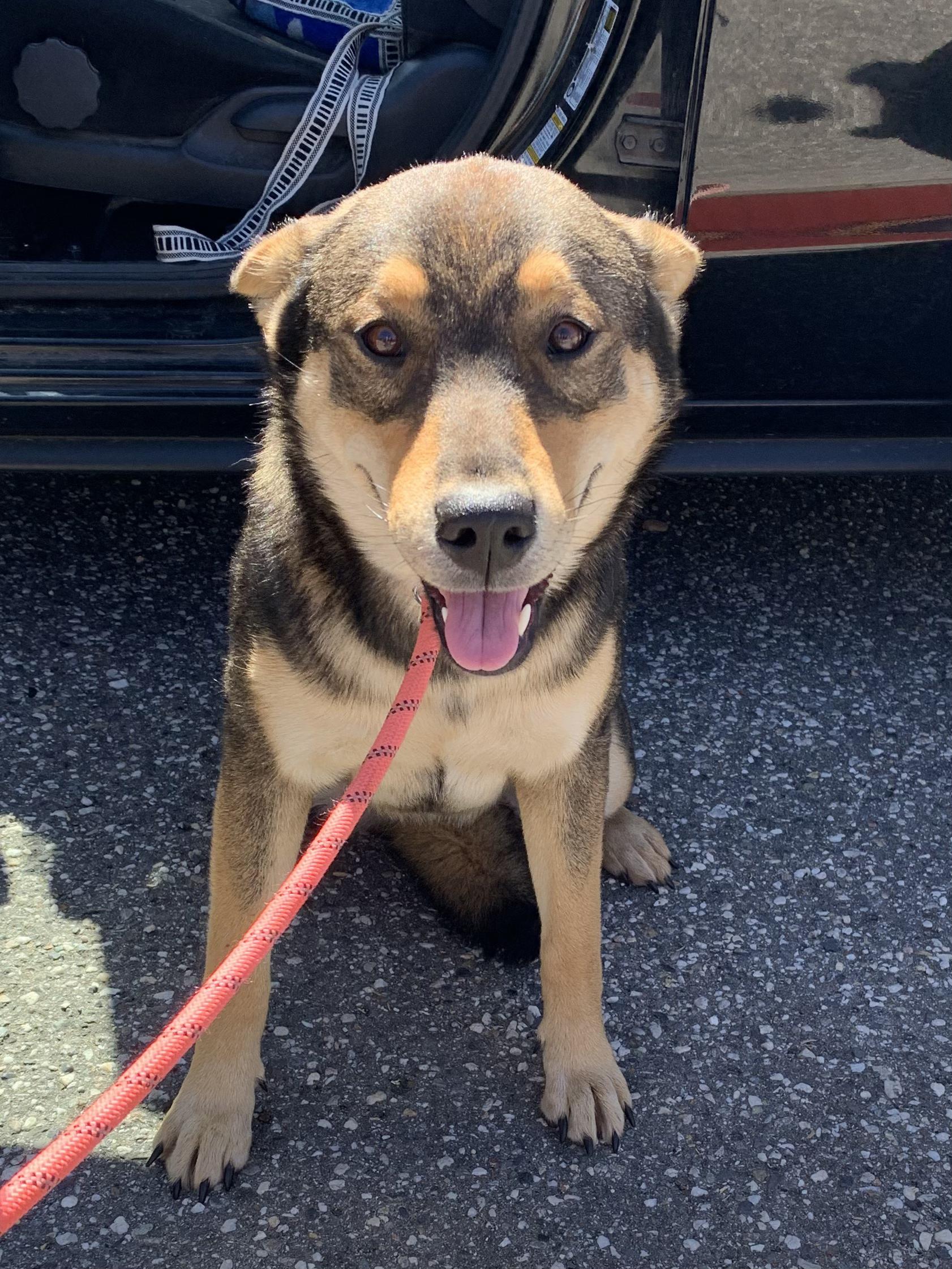Sage, ADOPTABLE, Puppy Female Shepherd.