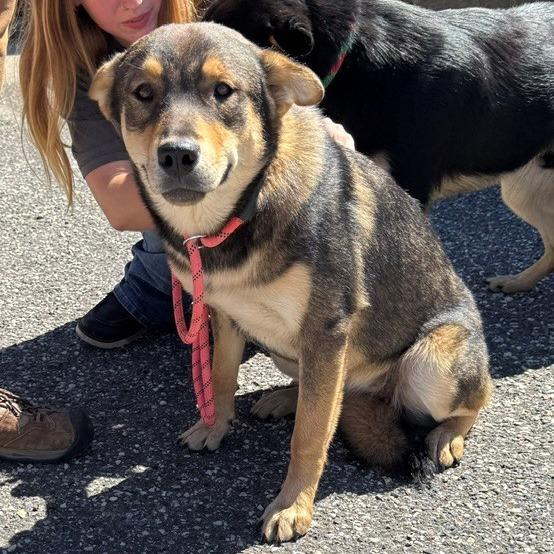 Enlarge Sage, a ADOPTABLE mixed breed in Grass Valley, CA image 2/3