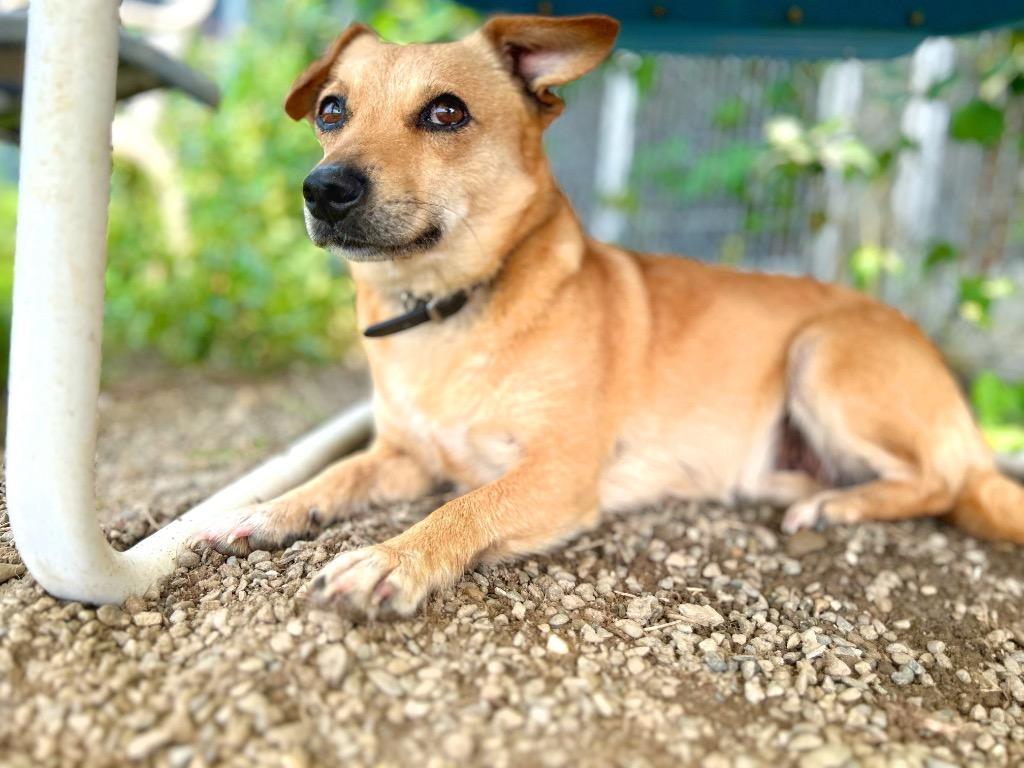 Carmen, Adopted, Adult Female Chihuahua & Mixed Breed.