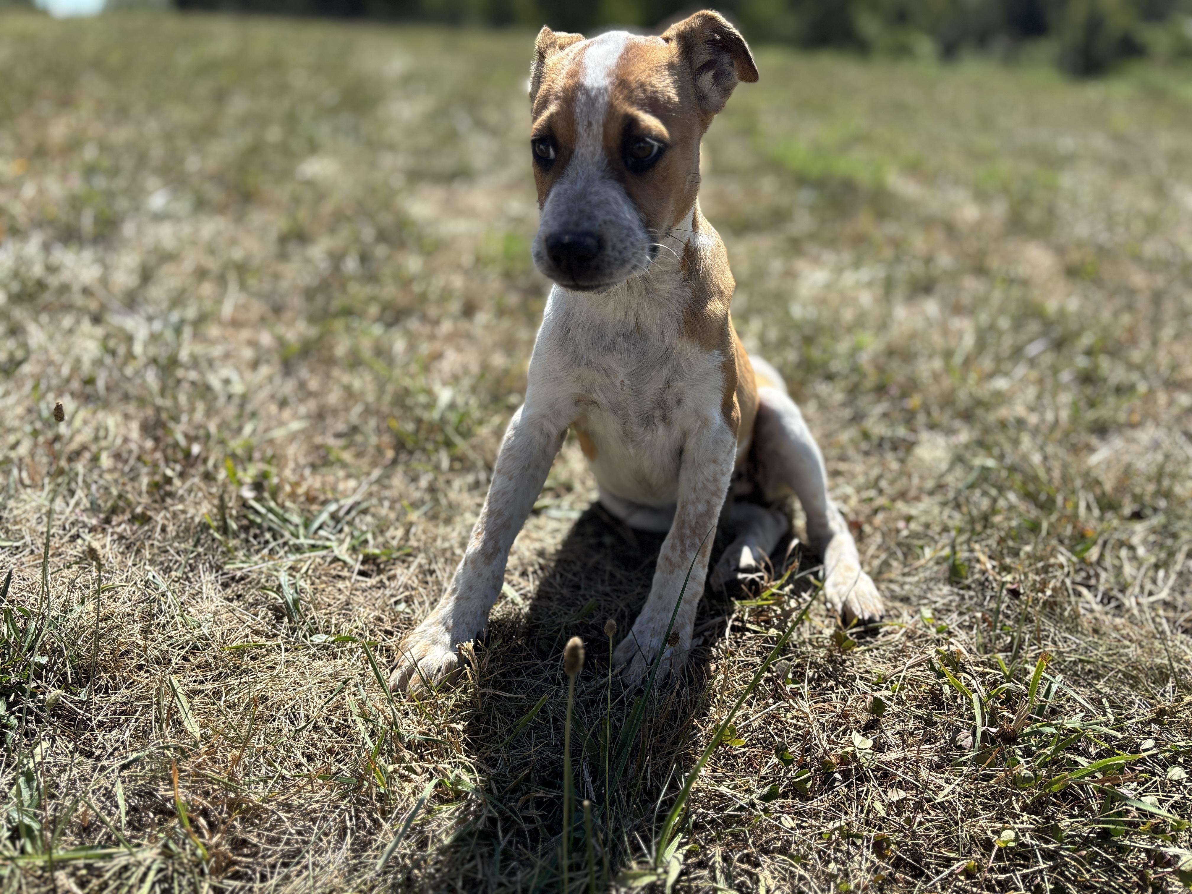 Alani, adoptable, Young Female Jack Russell Terrier & Australian Shepherd.