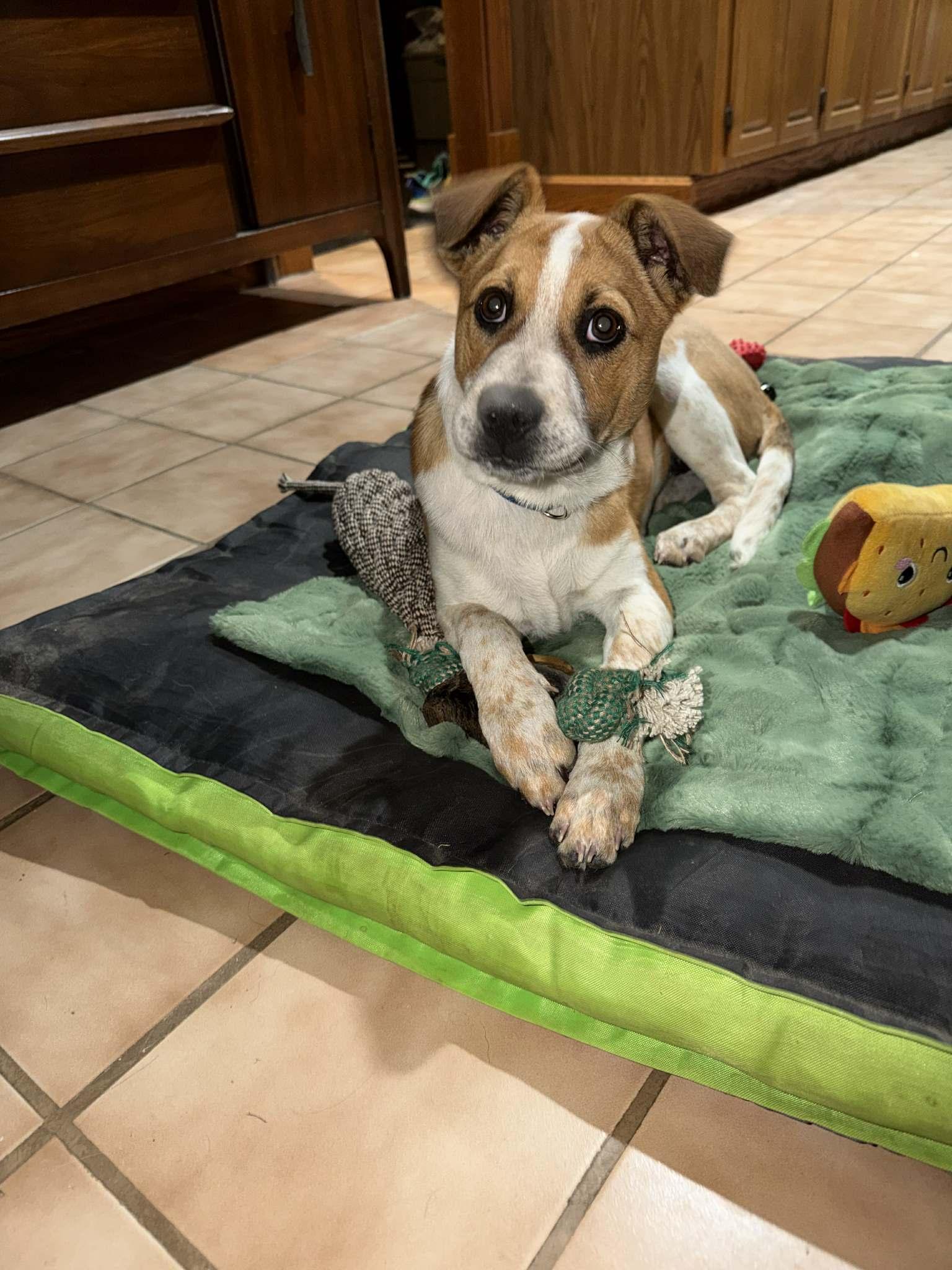 Alani, an adoptable mixed breed in Alliance, OH image 3/3