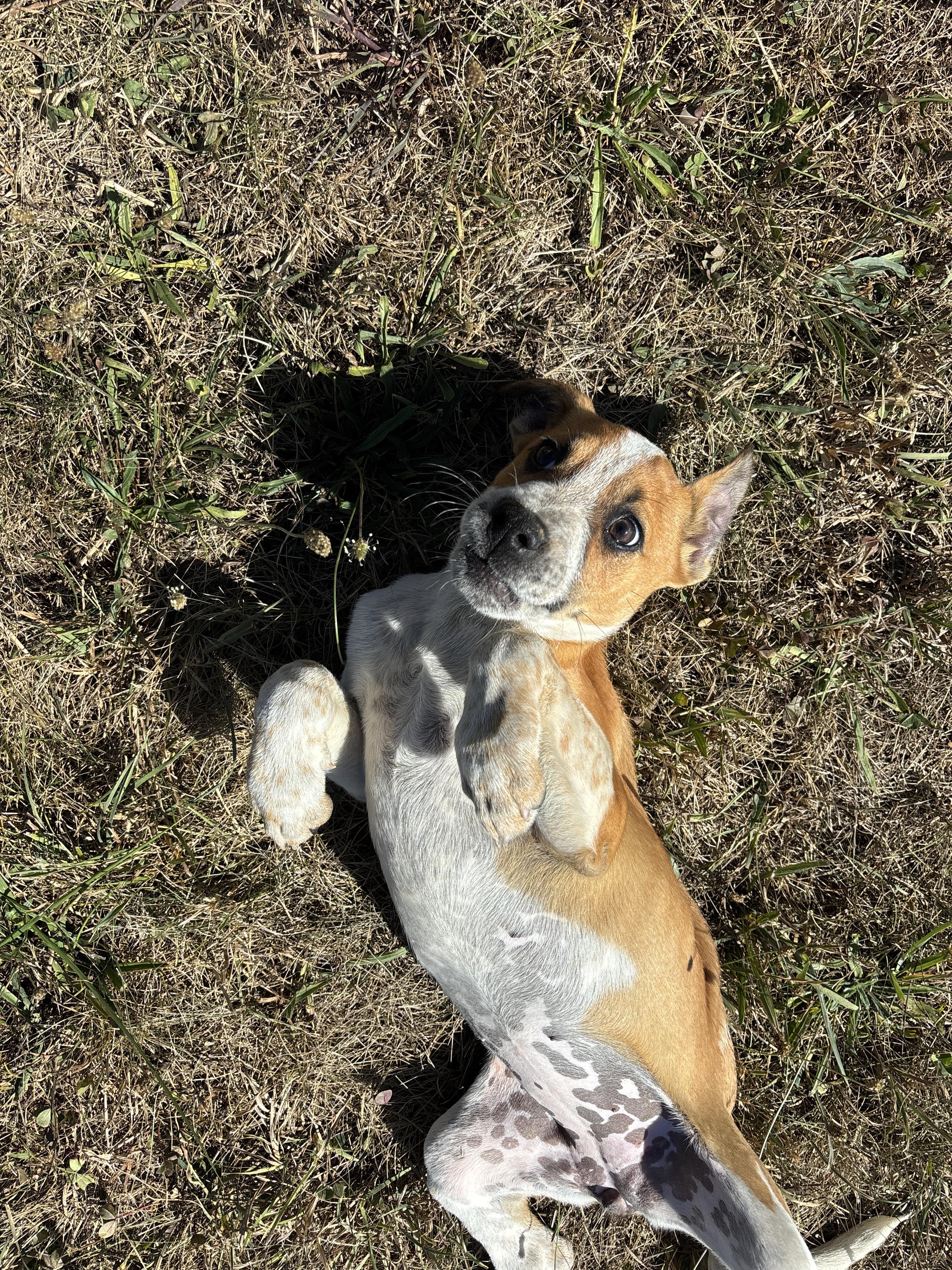 Alani, an adoptable mixed breed in Alliance, OH image 2/3