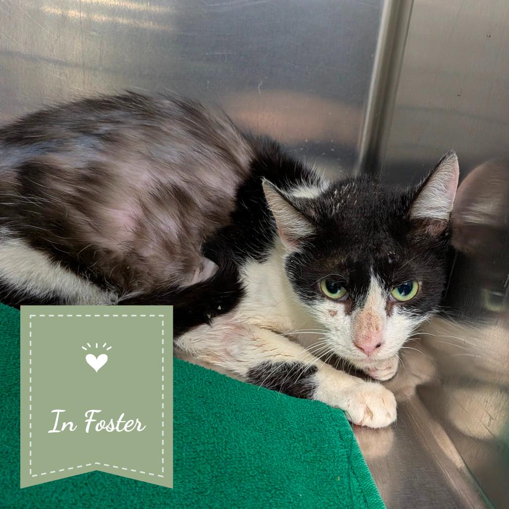 Monique, Adoptable, Young Female Domestic Short Hair.