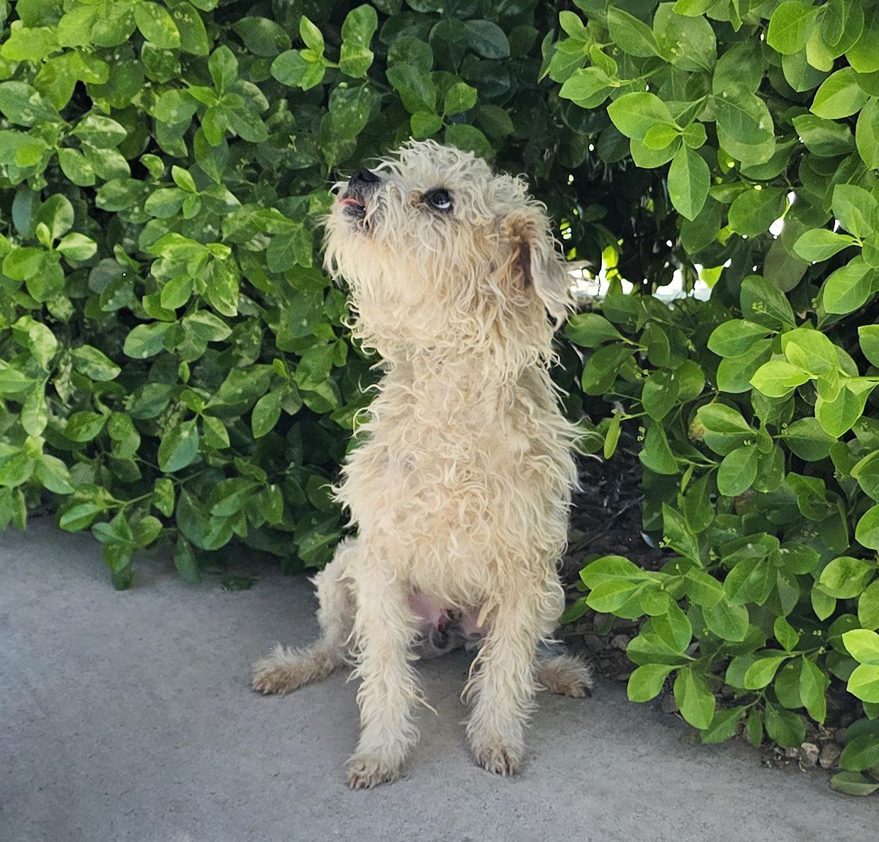 Enlarge Adorable Lil Mr Adama = Lap LOVE !, a Adoptable Poodle (Toy) in Albuquerque, NM image 1/1