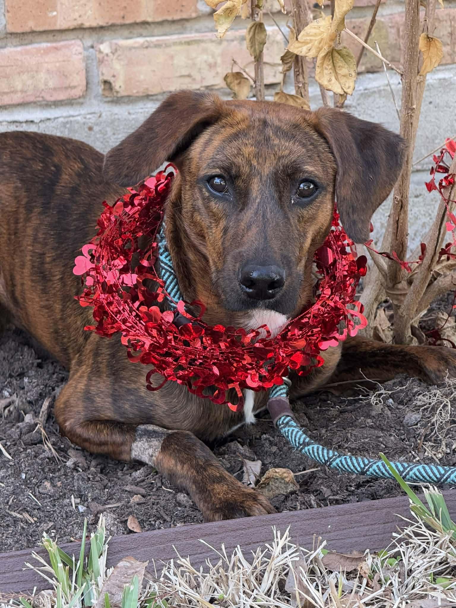 Austin — thumbnail 5