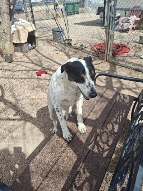 Enlarge Albert, a ADOPTABLE Terrier in Tombstone, AZ image 1/1