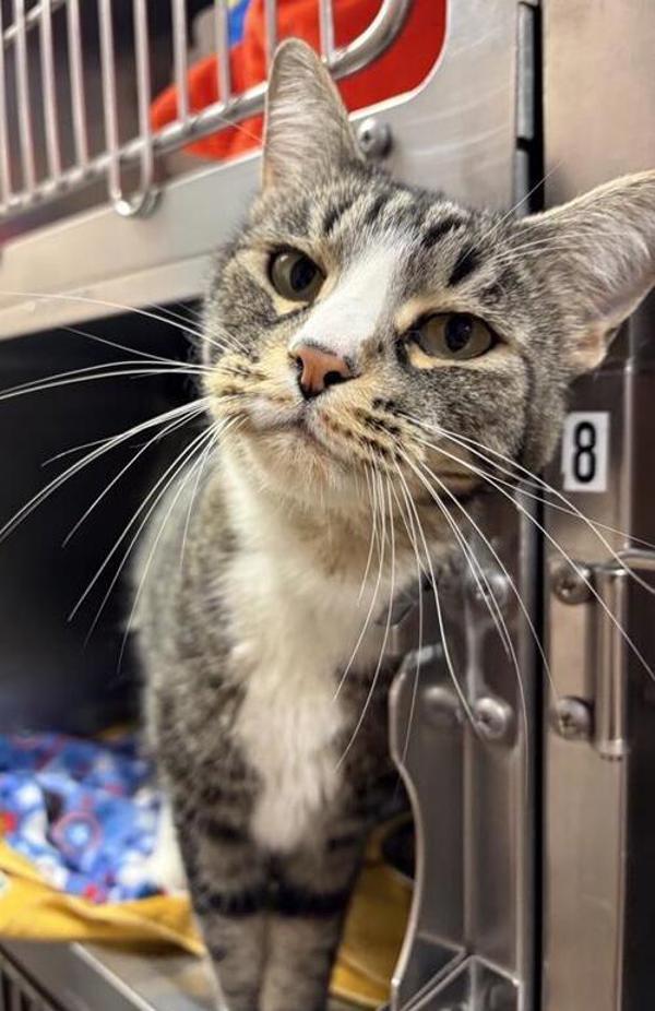 Paulie, Adoptable, Adult Male Domestic Short Hair.