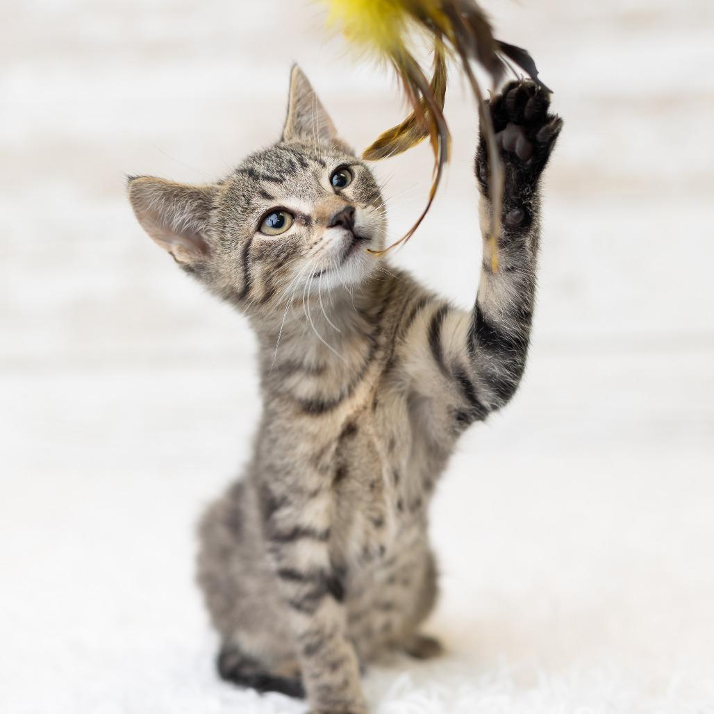 Tadhh, Adoptable, Kitten Male Domestic Short Hair.