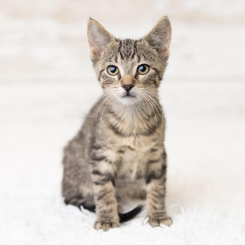 Tadhh, a Adoptable Domestic Short Hair in St. Paul, MN image 2/6