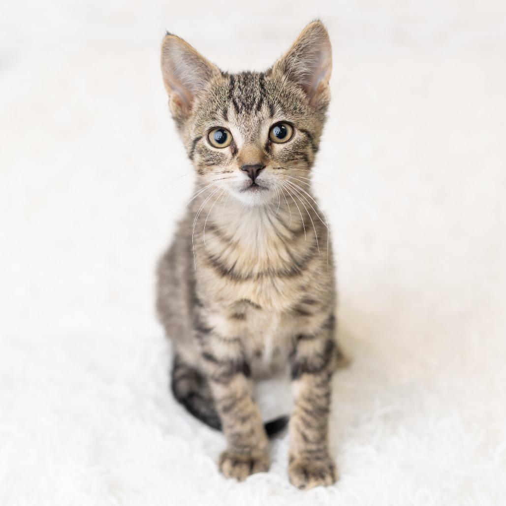 Tadhh, a Adoptable Domestic Short Hair in St. Paul, MN image 3/6