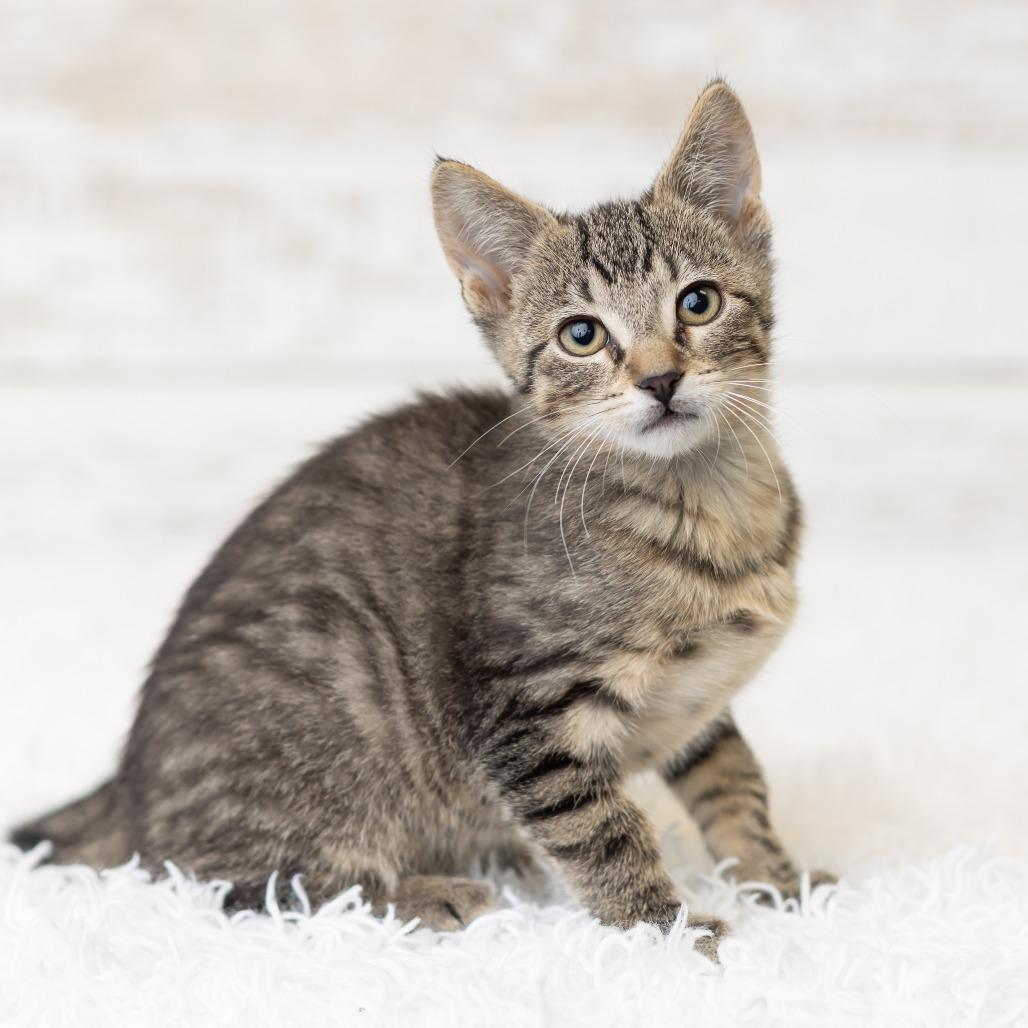 Tadhh, a Adoptable Domestic Short Hair in St. Paul, MN image 4/6