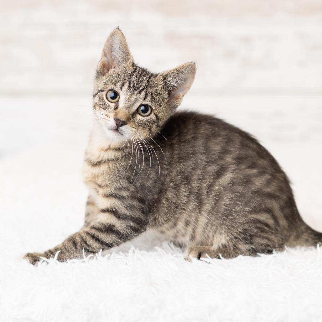 Tadhh, a Adoptable Domestic Short Hair in St. Paul, MN image 5/6