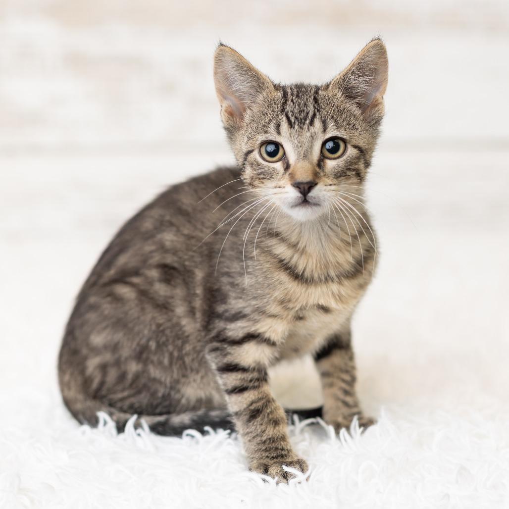 Tadhh, a Adoptable Domestic Short Hair in St. Paul, MN image 6/6