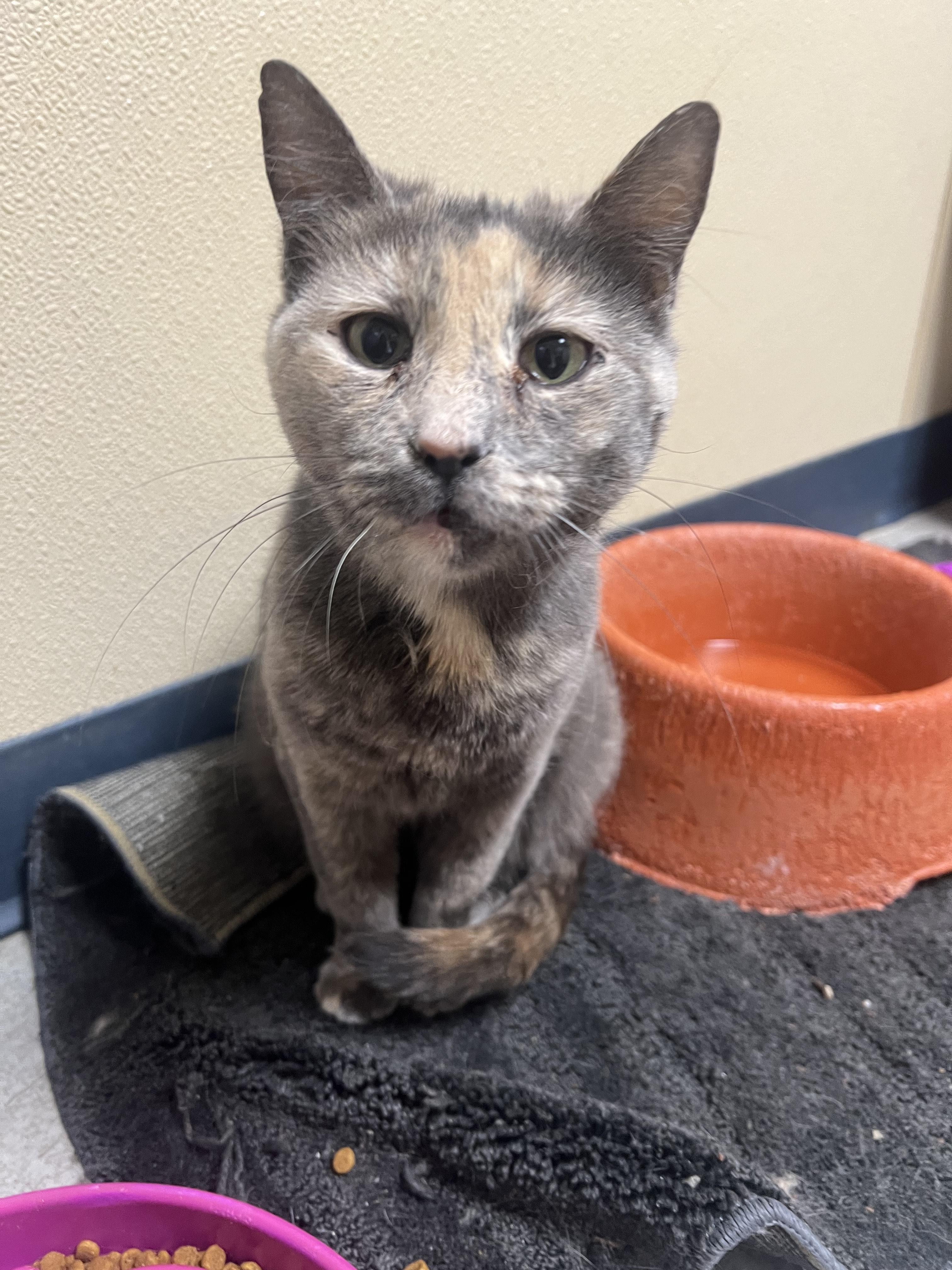 Olive, a Adoptable mixed breed in Quincy, IL image 1/2