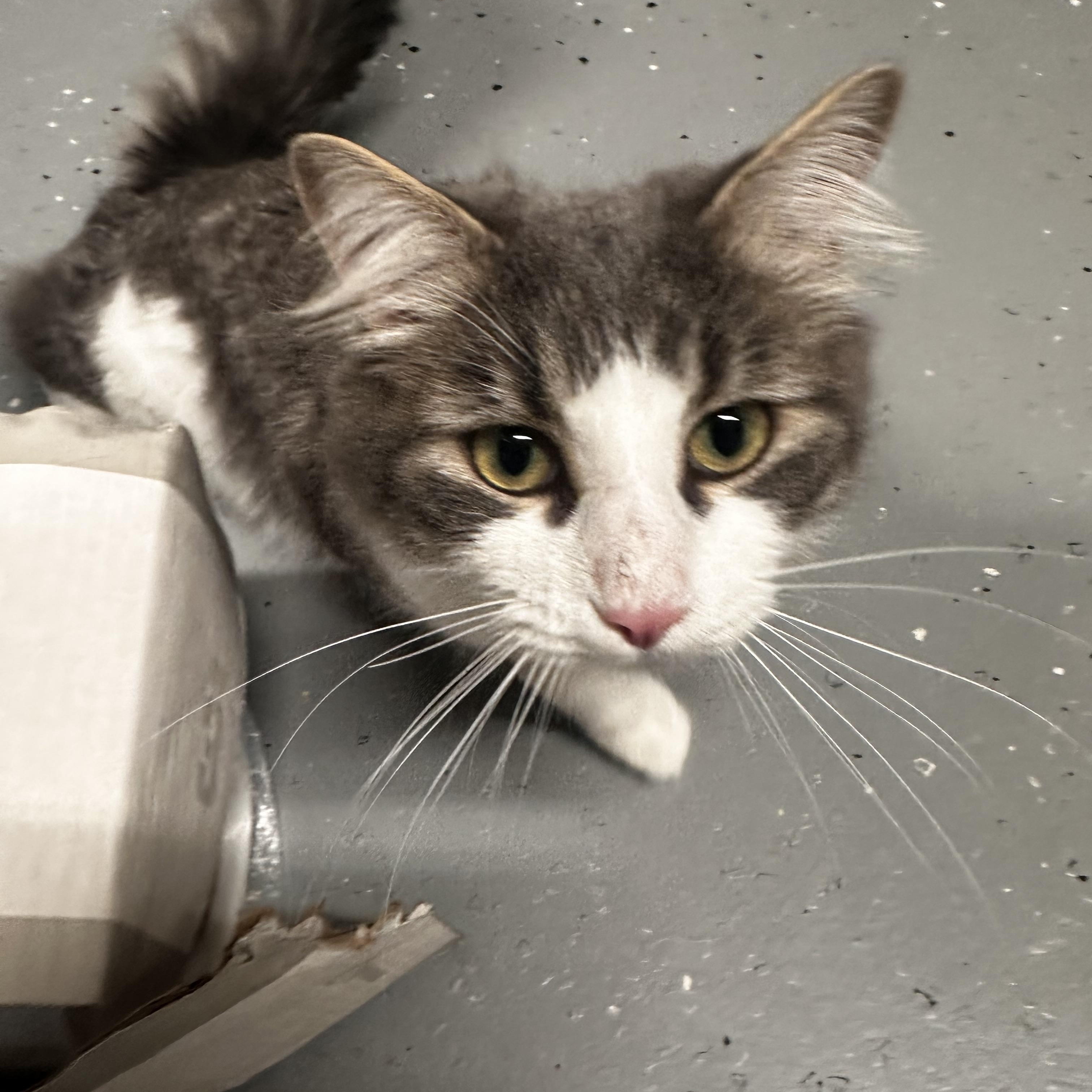 Enlarge Rascal, a Adoptable Domestic Long Hair in North East, MD image 2/4