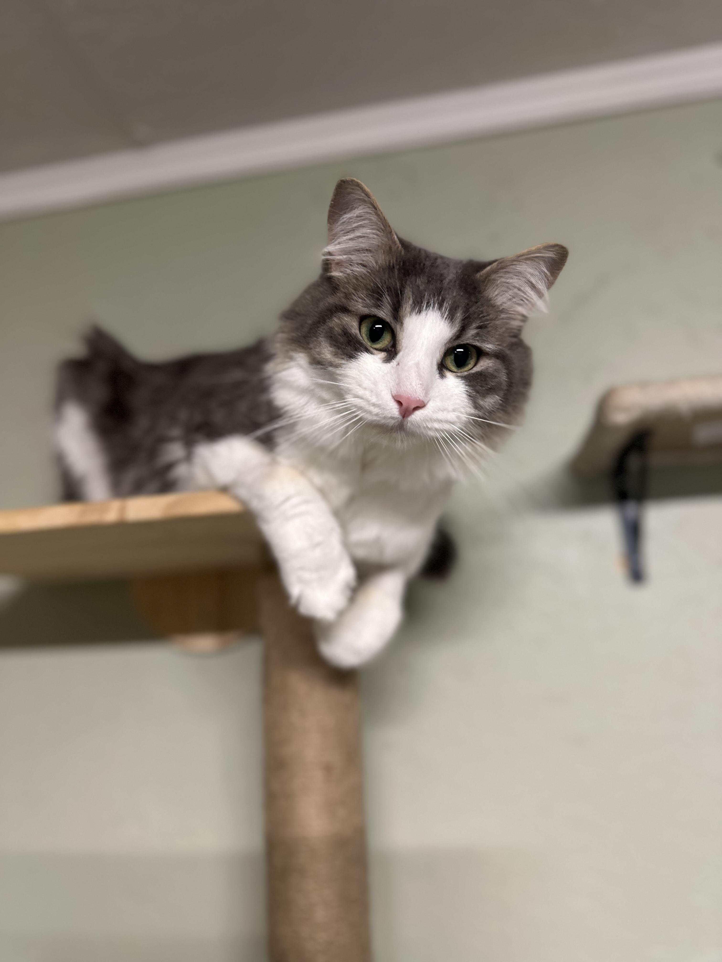 Enlarge Rascal, a Adoptable Domestic Long Hair in North East, MD image 3/5