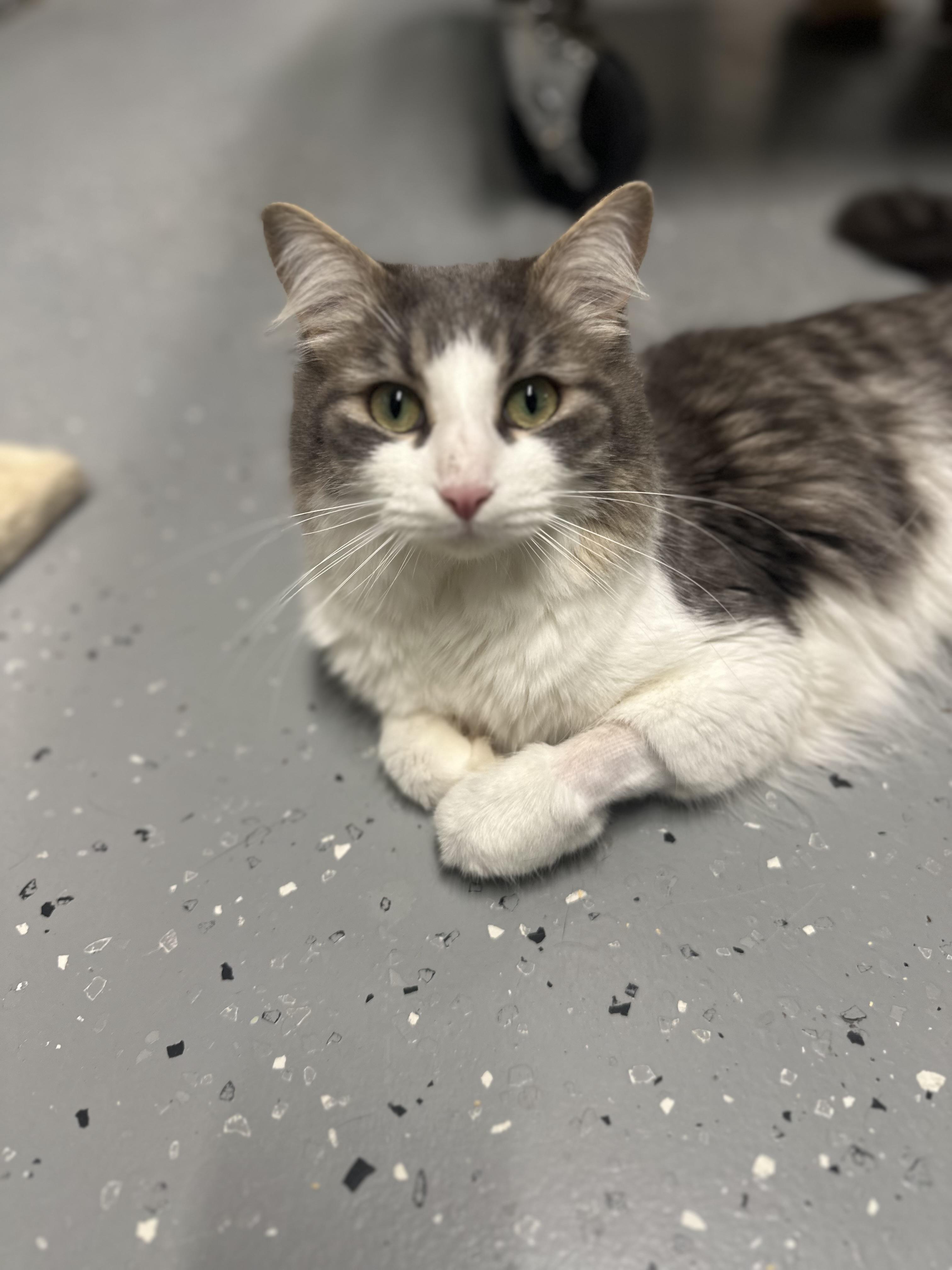 Rascal, Adoptable, Young Female Domestic Long Hair.