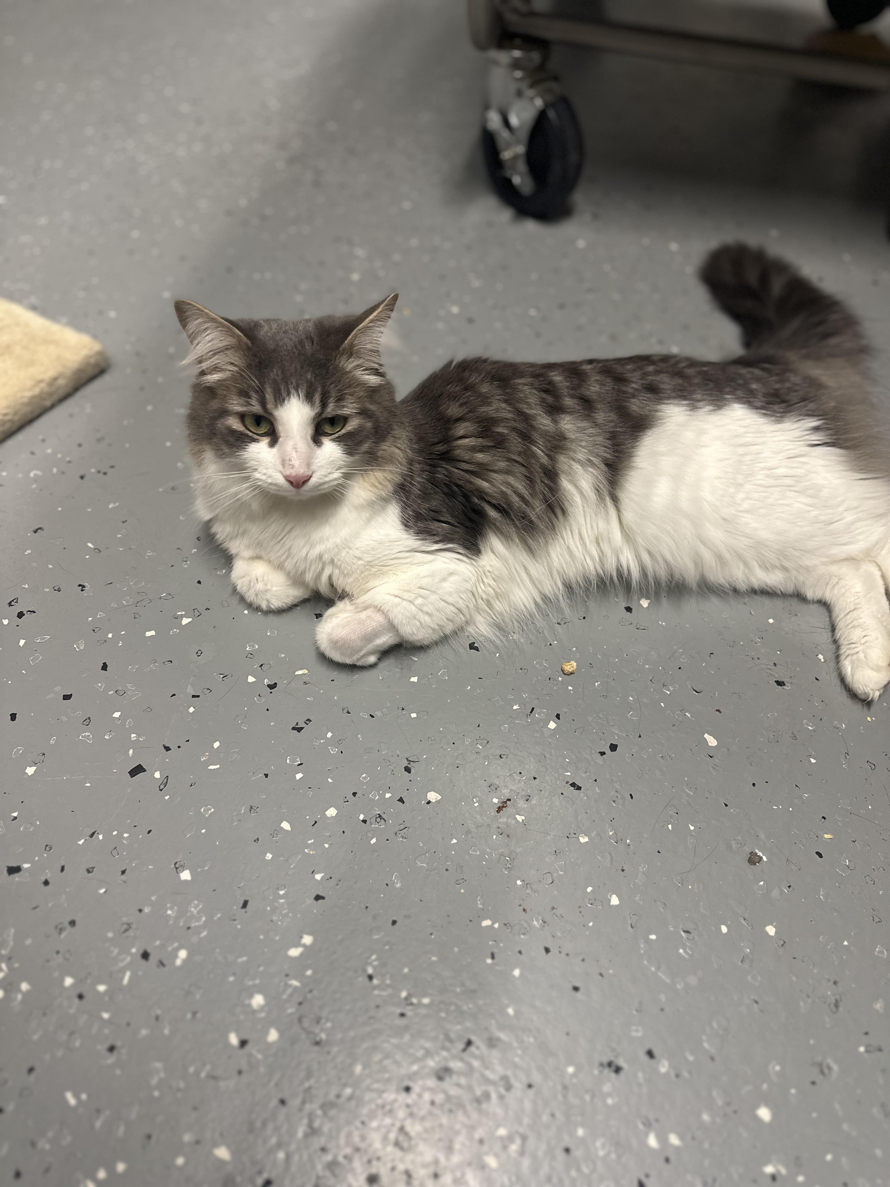 Enlarge Rascal, a Adoptable Domestic Long Hair in North East, MD image 4/4