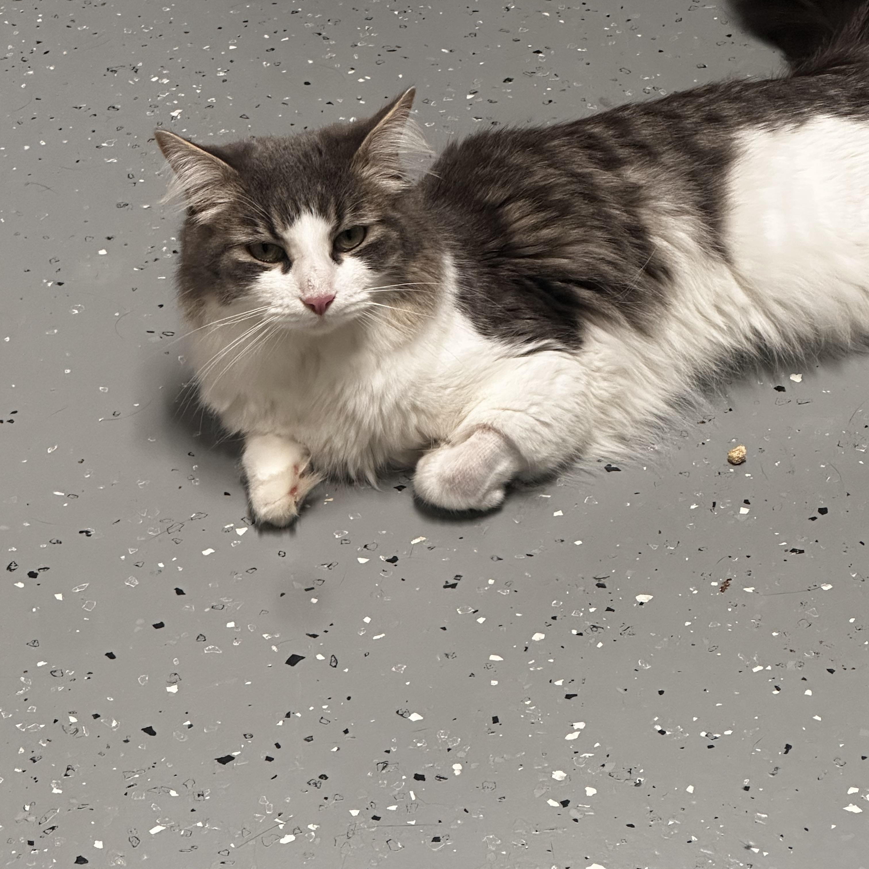 Enlarge Rascal, a Adoptable Domestic Long Hair in North East, MD image 3/4