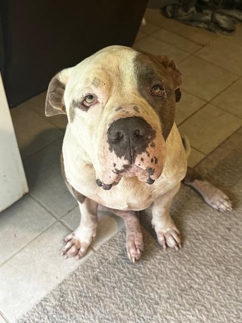 Louie, a Adoptable American Bully in Bedminster, NJ image 3/6