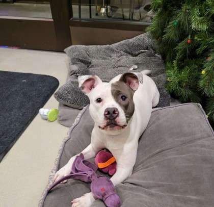 Brandy (curtesy post), Adoptable, Adult Female American Bulldog.