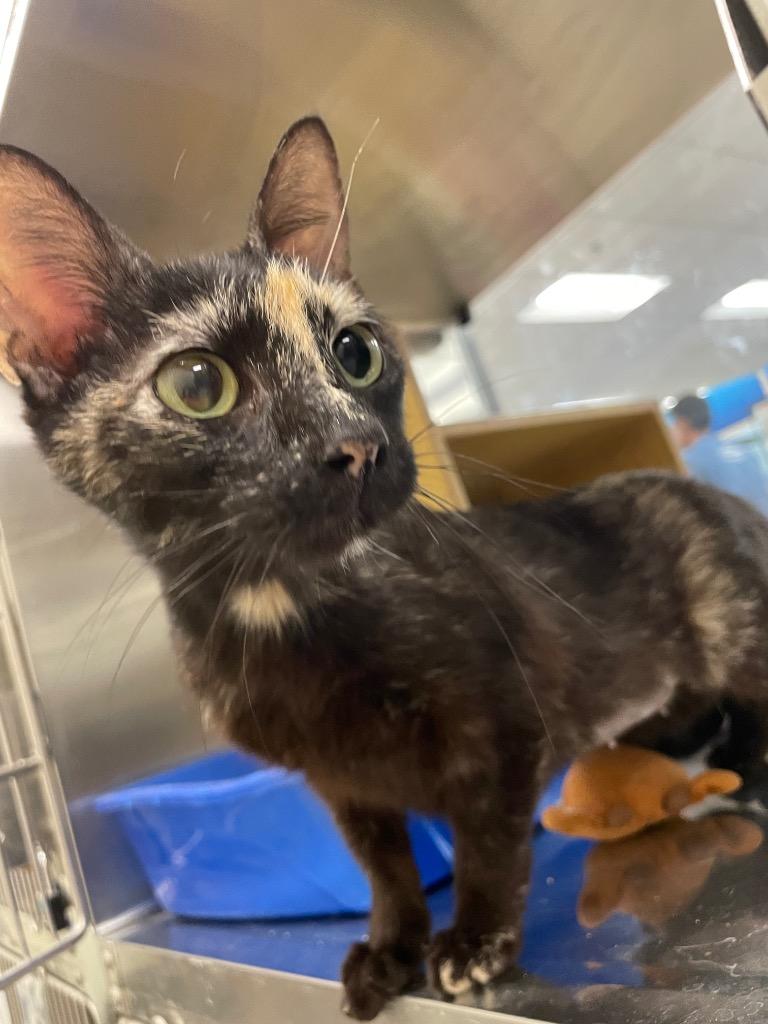 Memoir, Adoptable, Young Female Domestic Short Hair.