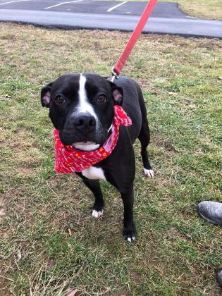Lola, Adoptable, Adult Female Pit Bull Terrier & Mixed Breed.