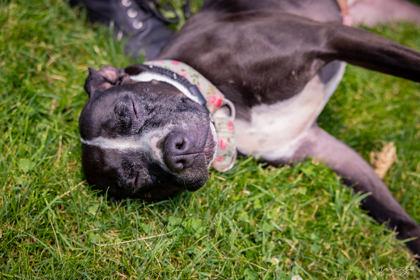 Enlarge Lola, a Adoptable mixed breed in Clarks Summit, PA image 3/3