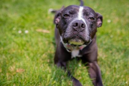 Enlarge Lola, a Adoptable mixed breed in Clarks Summit, PA image 3/3