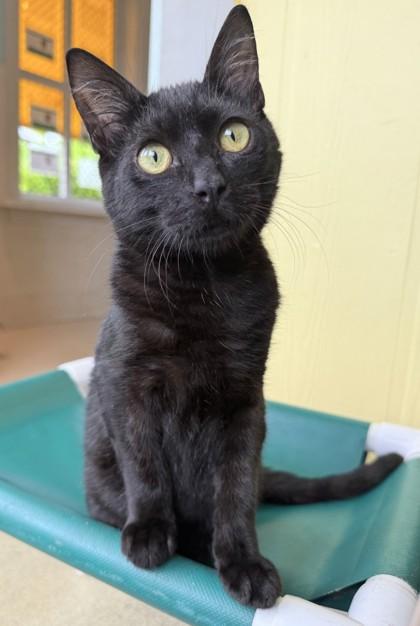 Enlarge Gom, a Adoptable Domestic Short Hair in Honolulu, HI image 1/2