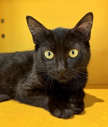 Enlarge Gom, a Adoptable Domestic Short Hair in Honolulu, HI image 2/2