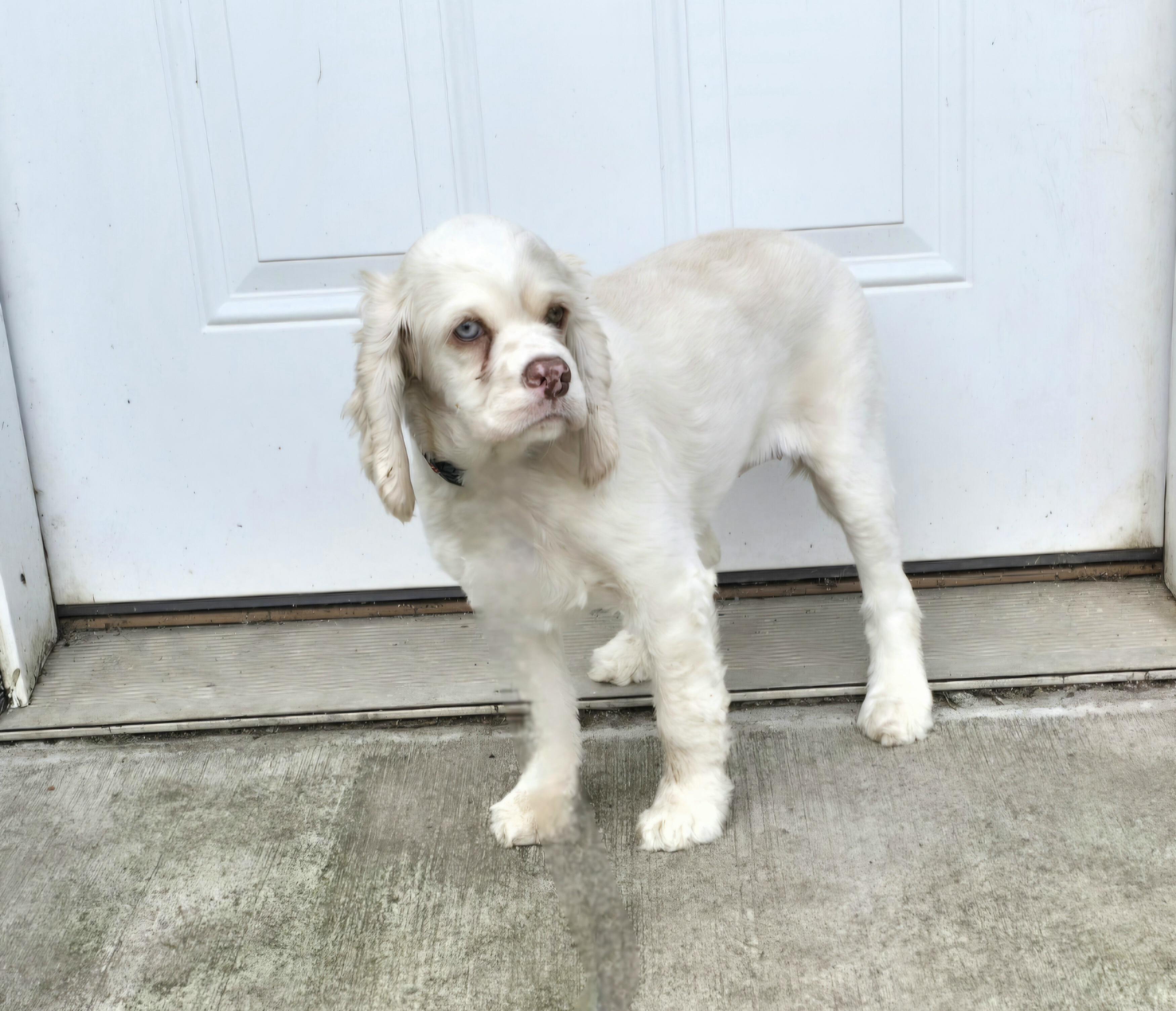 Serena-Applications pending, Adoptable, Young Female English Cocker Spaniel.