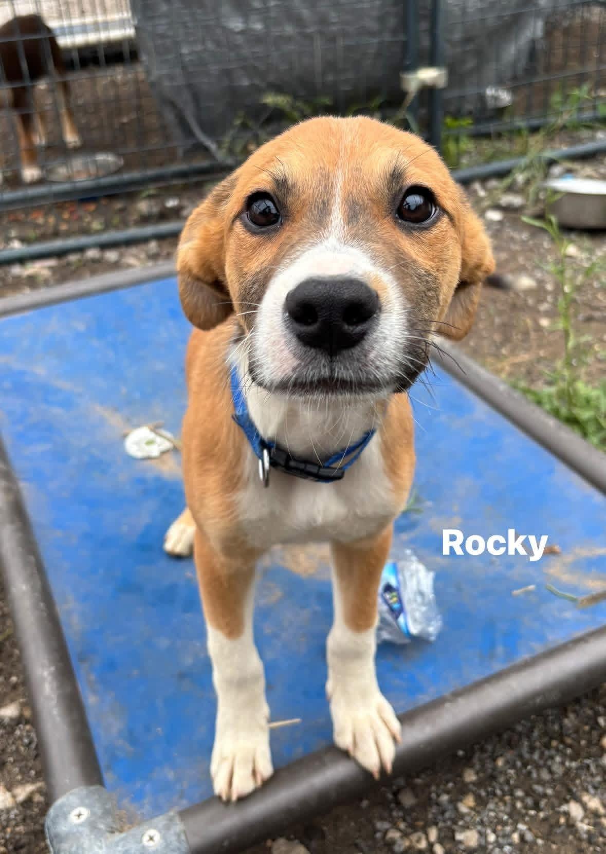Enlarge ROCKY, an adopted Mixed Breed in Glenpool, OK image 1/3