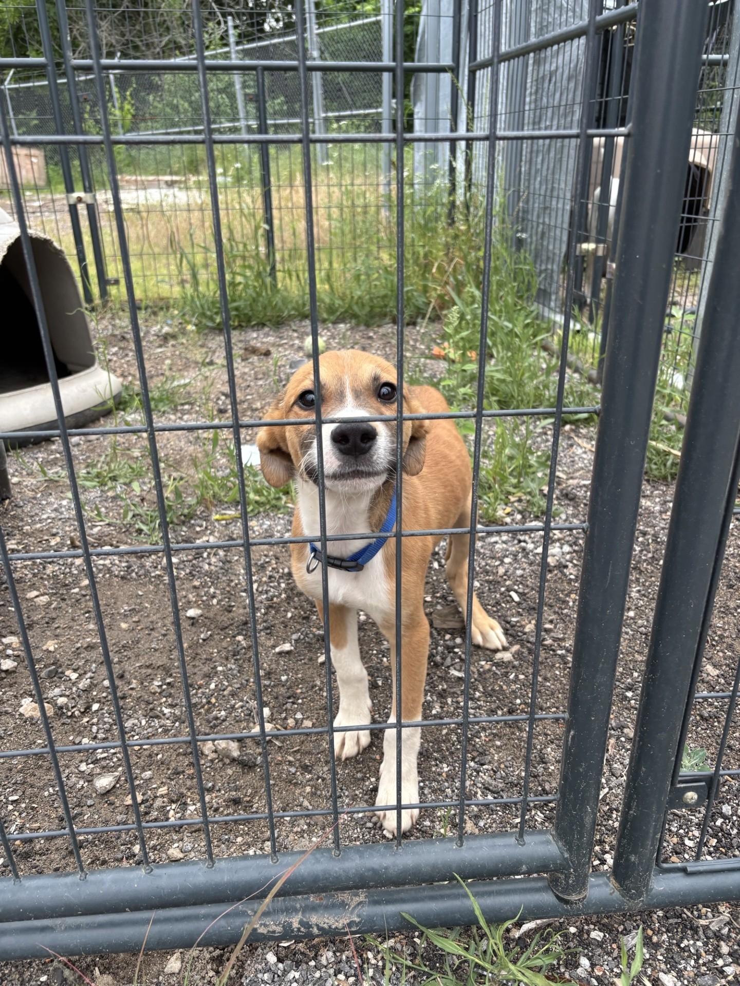 Enlarge ROCKY, an adopted Mixed Breed in Glenpool, OK image 3/3