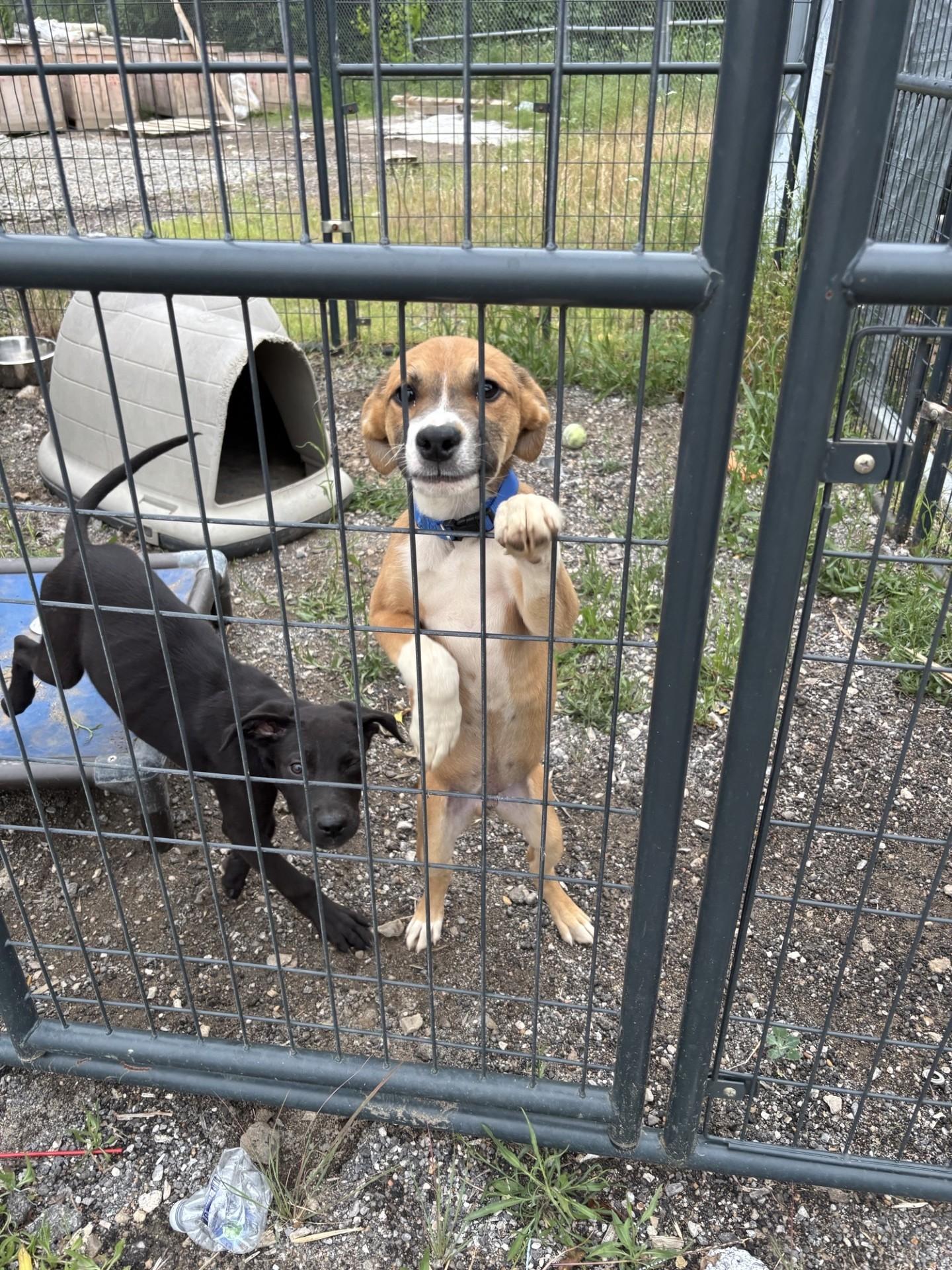 Enlarge ROCKY, an adopted Mixed Breed in Glenpool, OK image 2/3