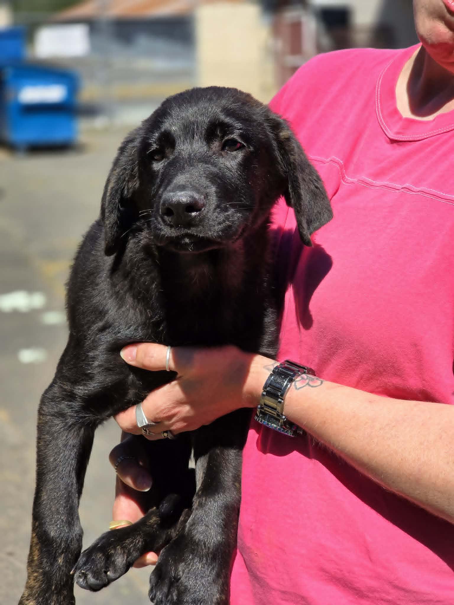 Derby, a ADOPTABLE mixed breed in Grants Pass, OR image 2/2
