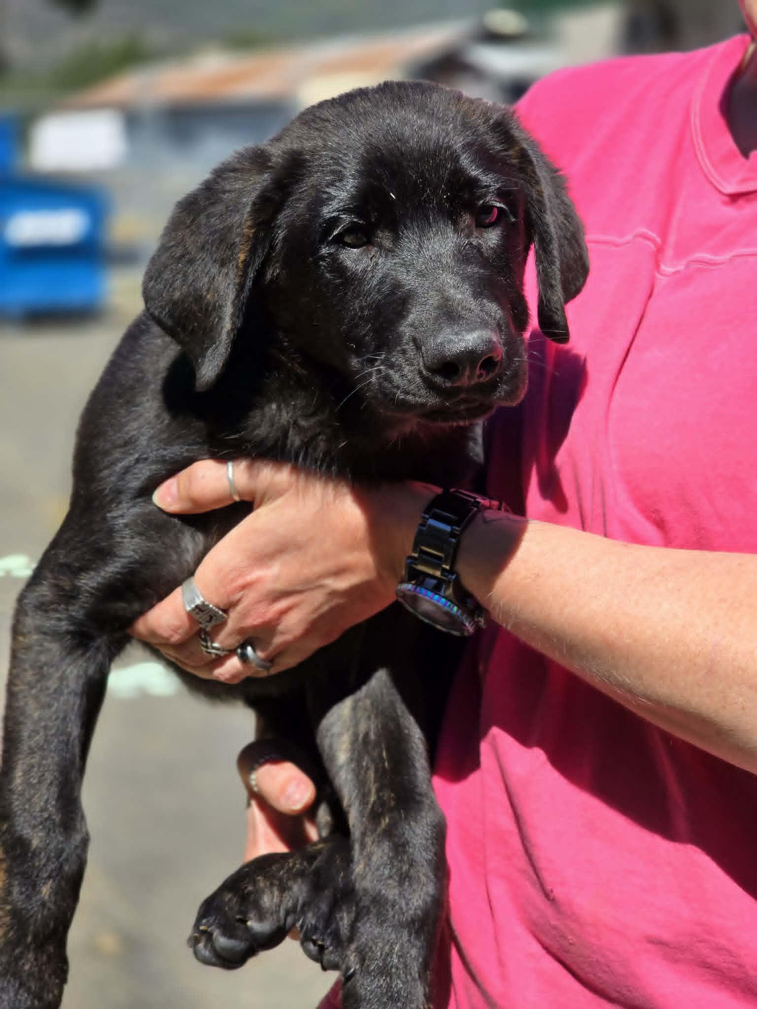 Derby, ADOPTABLE, Puppy Male Labrador Retriever & German Shepherd Dog.