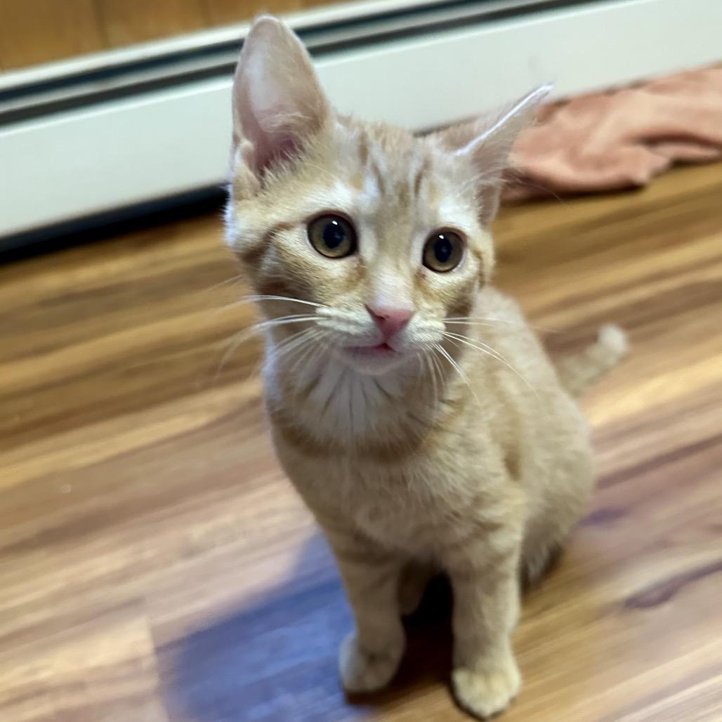 Enlarge Lucy, a Adoptable Domestic Short Hair in Kenai, AK image 1/1