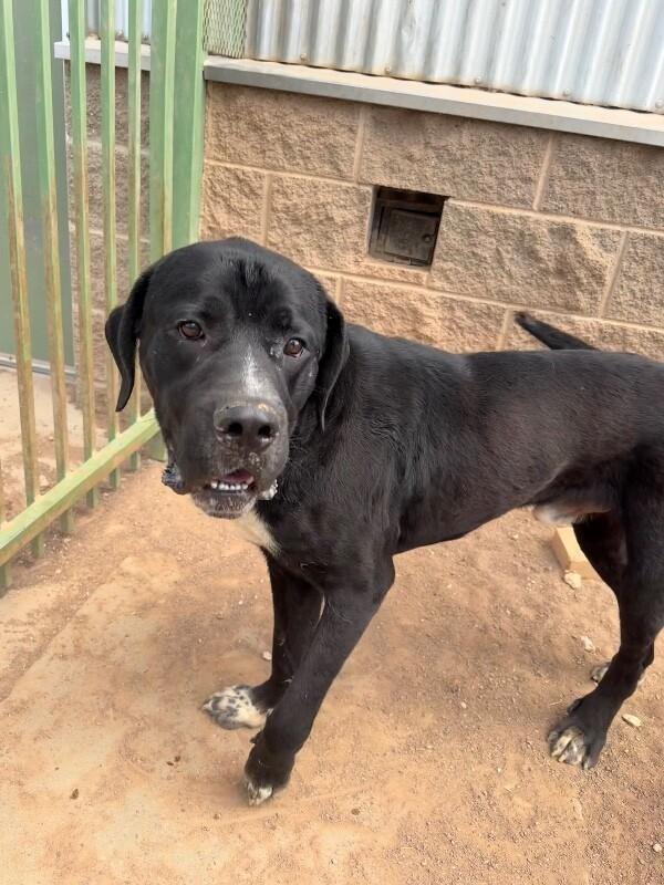Enlarge biggie, a Adoptable Mixed Breed in Hobbs, NM image 1/6