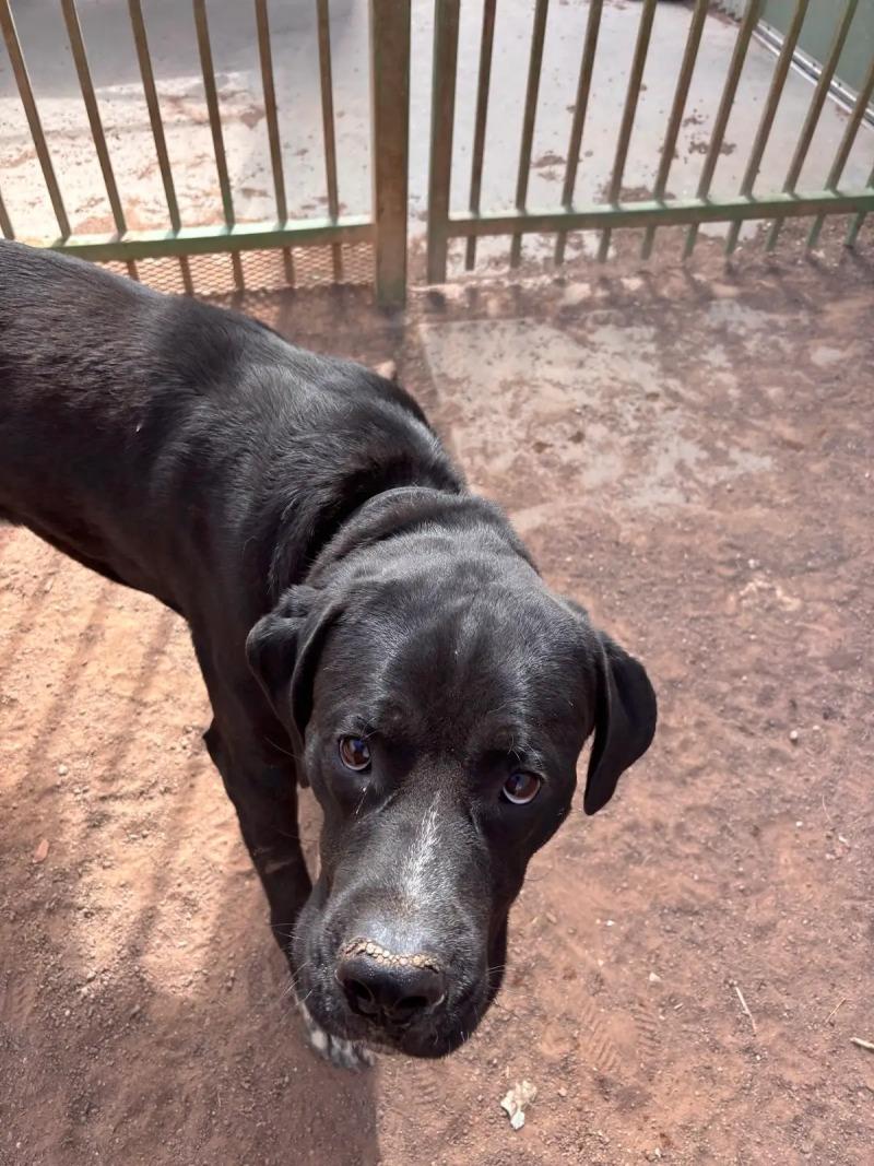 Enlarge biggie, a Adoptable Mixed Breed in Hobbs, NM image 2/6